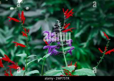 Anisesage brésilien. Salvia guaritica sur fond vert. Minuscules fleurs violettes et rouges dans le jardin ombragé. Petits boutons floraux. Les plantes vivaces fleurissent. Banque D'Images