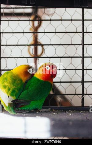 Deux petits tourtereaux ensemble dans une cage. Oiseaux jaunes et verts amoureux. Nerosier Agapornis perroquets. Observation des oiseaux, soins des animaux au zoo. Famille aviaire Banque D'Images