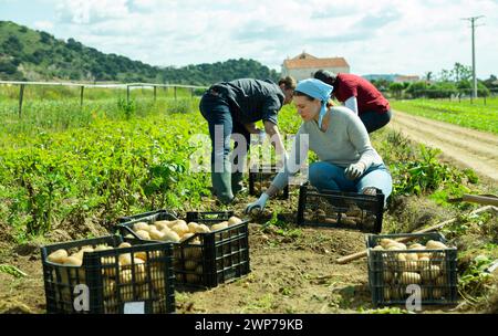 Les jardiniers triant les pommes de terre pendant la récolte à l'extérieur Banque D'Images