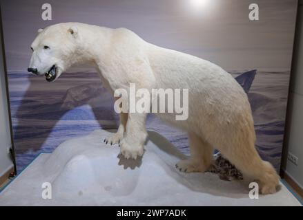 Ausgestopfte Eisbärin Nancy, Naturkundemuseum, Breite Straße, Potsdam, Brandebourg, Deutschland Banque D'Images