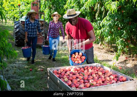 Les ouvriers agricoles récoltant la récolte de pêches dans le jardin fruitier Banque D'Images