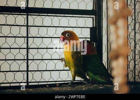Deux petits tourtereaux ensemble dans une cage. Oiseaux jaunes et verts amoureux. Nerosier Agapornis perroquets. Observation des oiseaux, soins des animaux au zoo. Famille aviaire Banque D'Images