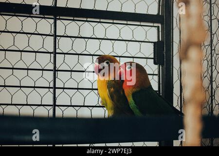 Deux petits tourtereaux ensemble dans une cage. Oiseaux jaunes et verts amoureux. Nerosier Agapornis perroquets. Observation des oiseaux, soins des animaux au zoo. Famille aviaire Banque D'Images