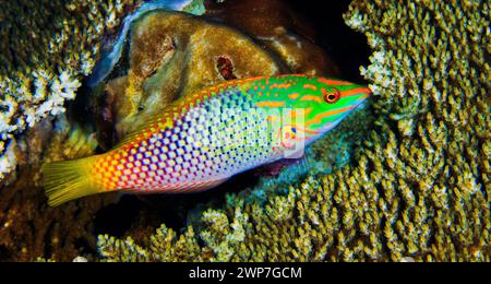 Damier Wrasse, Halichoeres hortulanus, coraux de construction de récifs, récif de corail, atoll d'Ari Sud, Maldives, Océan Indien, Asie Banque D'Images