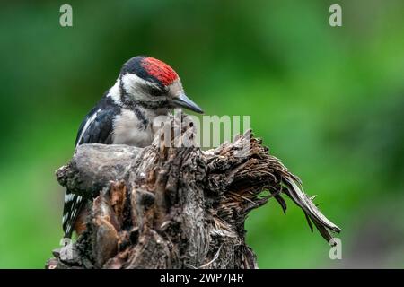 Grand pic Dendrocopos Major, mâle de ce grand oiseau assis sur souche d'arbre, plumes rouges, fond vert diffus, scène de nature sauvage Banque D'Images