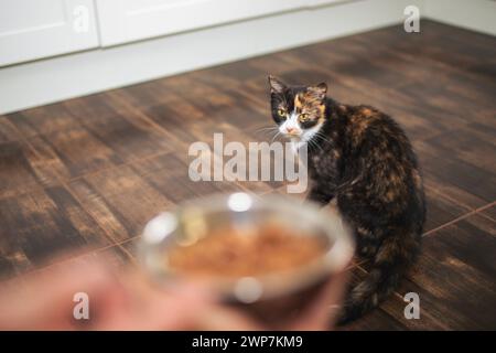 Vie domestique avec animal de compagnie. Homme tenant un bol en métal avec de la nourriture pour son chat tabby. Propriétaire d'animal de compagnie donnant l'alimentation pour chat à la maison. Banque D'Images