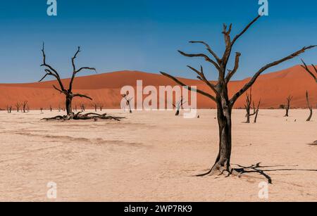 Un paysage de Deadvlei, désert de Sossusvlei avec des camélidés morts contre des dunes rouges dans le parc national de Namib-Naukluft, Namibie, Afrique Banque D'Images