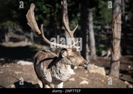 Portrait d'un vieux cerf dans les pyrénées au parc animalier des angles à Capcir Banque D'Images