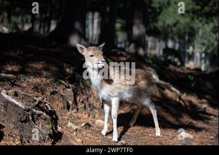 Photographie d'un petit cerf avec une branche dans sa bouche dans le parc animalier des angles à Capcir Banque D'Images