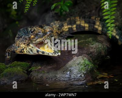 Petit mais dangereux crocodile dans le parc Safari Dvur Kralove en République tchèque Banque D'Images