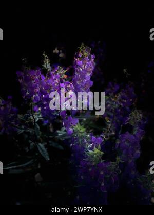 Fleurs violettes dans la forêt au clair de lune Banque D'Images