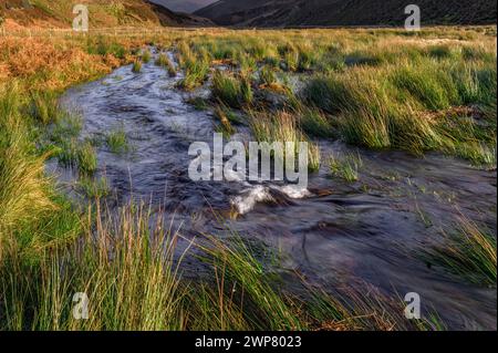 Le Lanngden Beck dans Flood, Forêt de Bowland, Lancashire. Banque D'Images