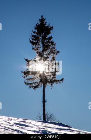 Paysage pittoresque le matin sur la montagne en hiver. Le soleil parmi les sapins sur la pente d'une montagne couverte de neige Banque D'Images