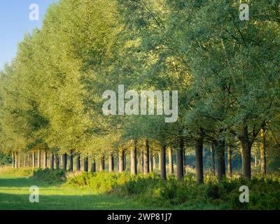 Une de mes rangées d'arbres préférées, n'importe où. Et il se trouve que c'est dans mon village natal de Radley dans l'Oxfordshire, en Angleterre, près de la Tamise. Gestion informatique Banque D'Images