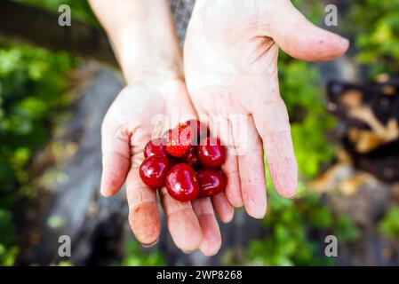 Cultures agricoles cerises et fraises sur les mains des agriculteurs, Pologne Banque D'Images