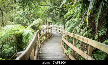 Chemin en bois courbé menant à travers la forêt dense de la jungle tourné en Nouvelle-Zélande Banque D'Images