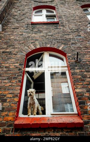 Chien poilu mignon sortant de la fenêtre dans une maison de locataire en brique à Nikiszowiec, Katowice, dans le sud de la Pologne Banque D'Images