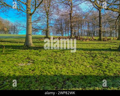 Wentworth Woodhouse abrite un petit troupeau de beaux cerfs en jachère ainsi qu'un troupeau beaucoup plus grand de cerfs rouges qui sillonnent le parc plus large. Banque D'Images