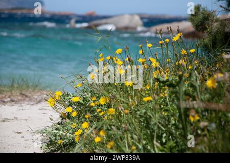 Fleurs en fleurs près de la plage ensoleillée et de l'océan Banque D'Images