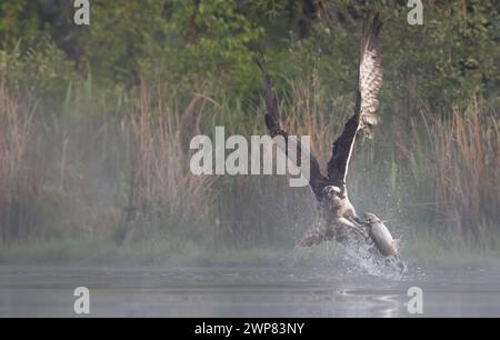 Un balbuzard planant au-dessus de l'eau et attrapant un poisson Banque D'Images