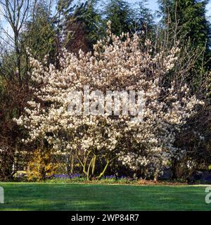 Amelanchier canadensis (Service Berry / Grape Pear / Juneberry ) arbuste en pleine floraison au printemps dans le jardin anglais, Angleterre, Royaume-Uni Banque D'Images