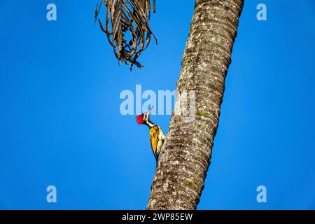 Les oiseaux de l'Inde : petit pic doré au Kerala, Inde Banque D'Images