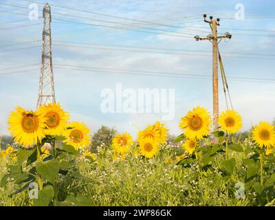 Les tournesols offrent un spectacle spectaculaire chaque fin d'été dans tout l'Oxfordshire. Ici, nous voyons un champ lumineux plein d'entre eux dans Lower Radley Village, avec Banque D'Images