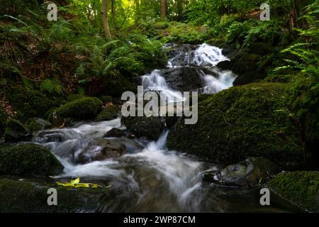 Une petite cascade au milieu des rochers moussseux et des arbres dans un cadre serein Banque D'Images