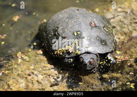 Tortue dans les marais Banque D'Images