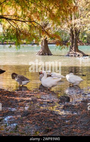 Un groupe d'oies à Camecuaro, Tangancicuaro, Michoacan, Mexique Banque D'Images