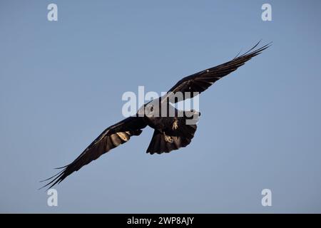 Un Corbeau commun volant (Corvus corax) contre un ciel bleu Banque D'Images