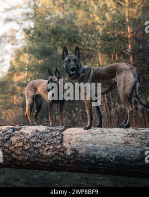 Les deux bergers belges debout sur une bûche dans un cadre forestier Banque D'Images