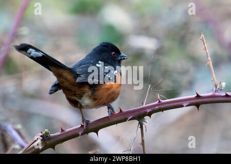 Un towhee tachetée perchée sur une branche. Baie de Cowichan, Canada Banque D'Images