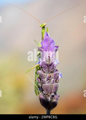 Gros plan d'un insecte Mantis sur une fleur de lavande violette Banque D'Images