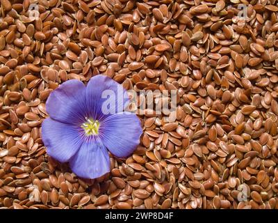 Une floraison bleue de lin (linum usitatissimum L.) sur une surface plane de lin Banque D'Images