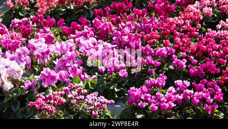 Un groupe de fleurs serrées dans un lit de jardin Banque D'Images