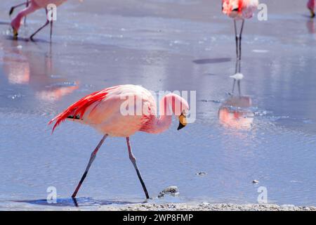 Les flamants roses à Laguna Hedionda, Bolivie, faune andine dans un lagon bolivien Banque D'Images