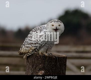 Un hibou des neiges perché sur une souche d'arbre Banque D'Images