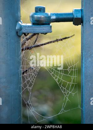 Toiles d'araignée sur une porte de ferme à Abingdon, lever du soleil d'hiver. Pourquoi sont-ils si visibles à cette période de l'année, demandez-vous? Il y a deux raisons - premièrement le Banque D'Images