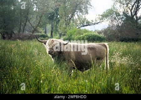 Une vache des Highlands debout dans un champ d'herbes hautes Banque D'Images