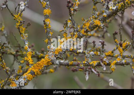 Xanthoria parietina lichen orange commun, échelle jaune, lichen solaire maritime et lichen de rivage sur l'écorce de branche d'arbre. Branche fine sèche avec ora Banque D'Images