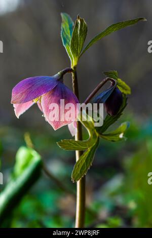 La forêt printanière du début fleurit les hellébores, Helleborus purpurascens. Fleur pourpre dans la nature. Détails de la macro hellebore. Banque D'Images