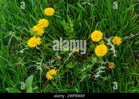 Pissenlit Taraxacum officinale comme une fleur de mur, est un artiste pionnier de la plante et de la survie qui peut également prospérer sur des routes de gravier. Magnifique débit de Taraxacum Banque D'Images