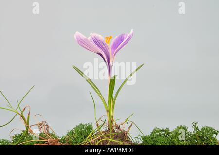 Fleur violette : crocus - printemps - sur fond clair. Banque D'Images
