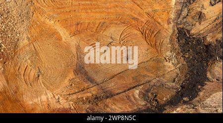 La surface coupée de l'arbre abattu révèle du bois jaune foncé, strié de marques de tronçonneuse, comme des cicatrices d'une bataille passée. Banque D'Images