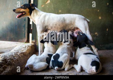 Un chien Bodeguero allaite attentivement ses trois petits sur un trottoir. Banque D'Images