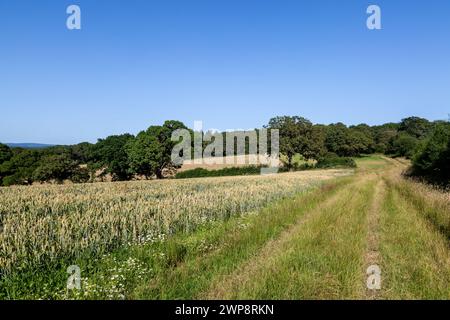 Regardant le long d'un sentier d'herbe le long de terres agricoles dans le Sussex, par une journée d'été ensoleillée Banque D'Images