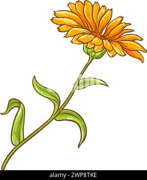 Usine de calendula avec illustration colorée de fleur Illustration de Vecteur