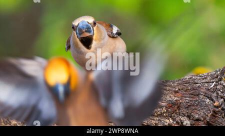 Hawfinch, Coccothraustes occothraustes, forêt méditerranéenne, Castilla y Leon, Espagne, Europe Banque D'Images