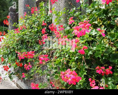 Géranium pélargonium à ivée rose en fleurs, conception verticale de l'aménagement paysager des rues et des parcs. Belles fleurs de géranium de grand pélargonium cranesbill. Banque D'Images